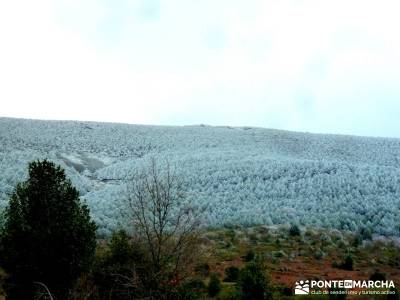 Acebos Montes Carpetanos; hacer senderismo en madrid